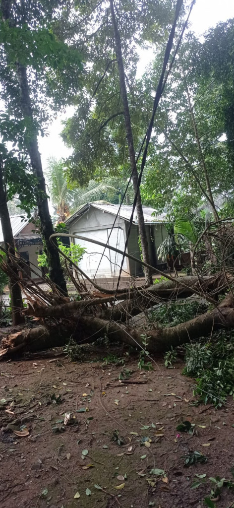 POHON BERINGIN TUMBANG